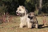 CAIRN TERRIER 339